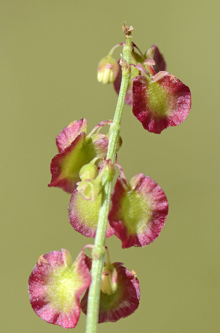 Rumex scutatus / Romice scudato